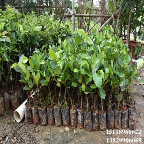 增城红肉菠萝蜜苗，增城菠萝蜜苗，增城果苗批发 