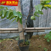 惠州凤梨释迦苗，惠州番鬼荔枝苗，惠州果树苗 