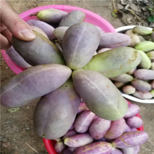 河源八月瓜苗多少钱