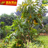 惠州蛋黄果苗批发，惠州蛋黄果苗，惠州果苗 