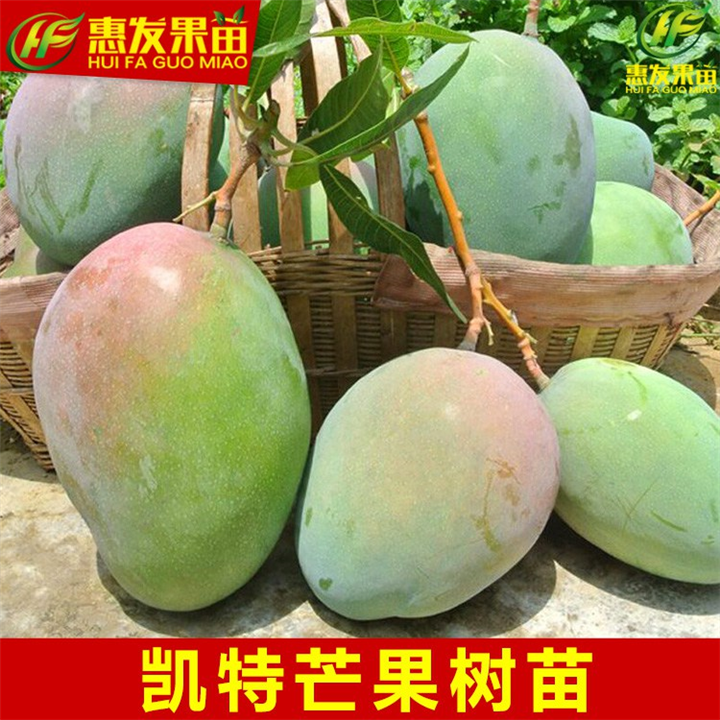 大亚湾凯特芒果苗，广东凯特芒果苗基地 