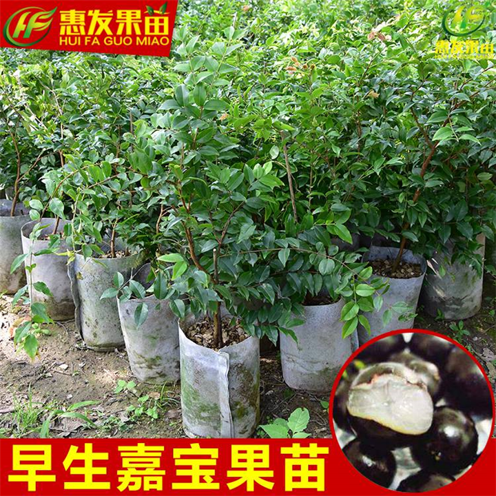 广东嘉宝果苗基地，广东嘉宝果苗，广东果苗 