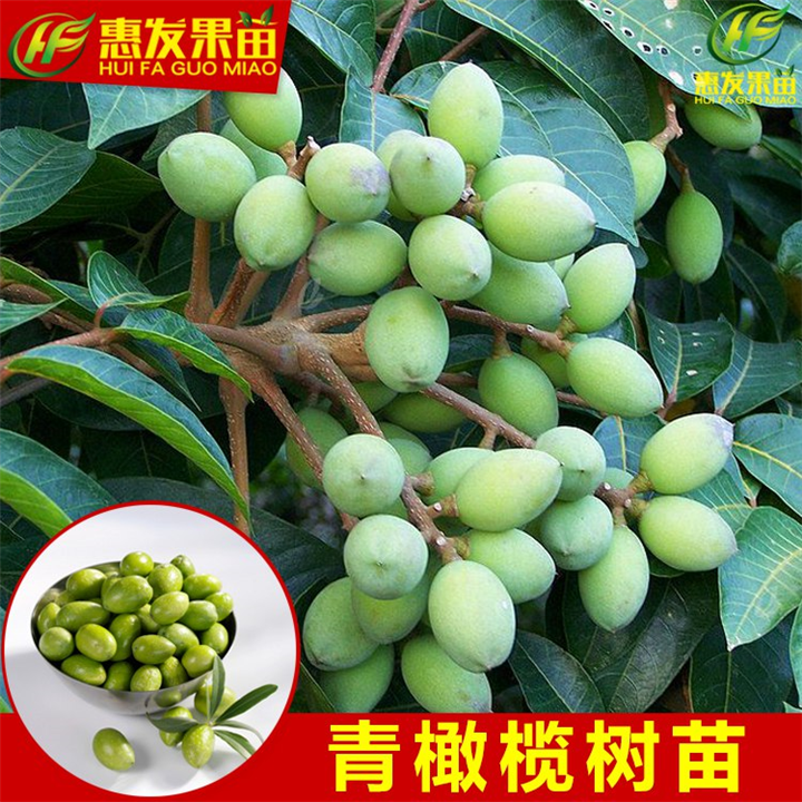 青橄榄苗（黄橄榄苗）—广东青橄榄苗基地 