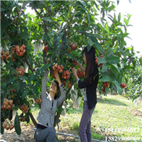 大亚湾黑珍珠莲雾苗，大亚湾莲雾苗，大亚湾果苗 