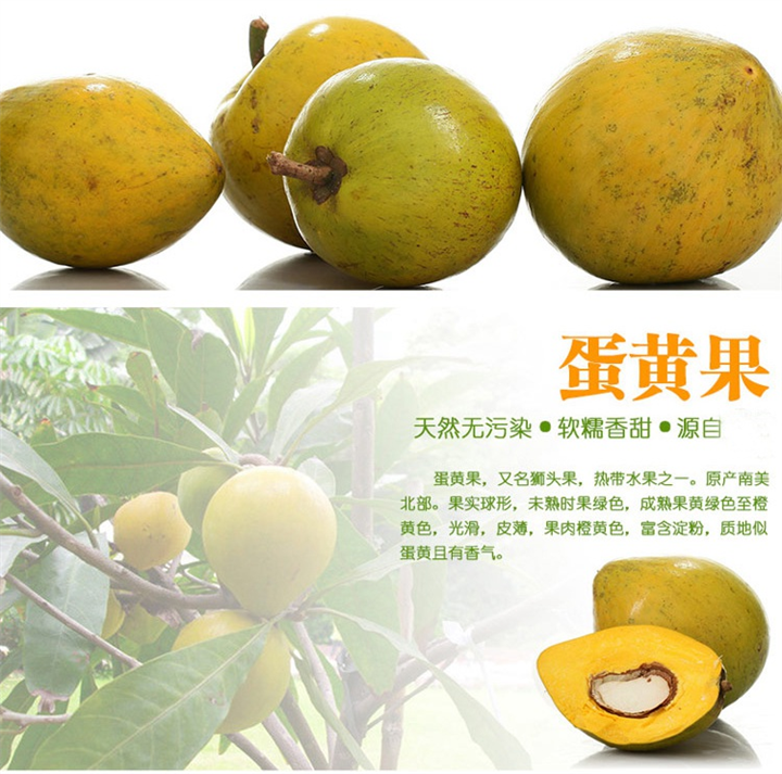 广州蛋黄果苗，增城蛋黄果苗，增城果苗 