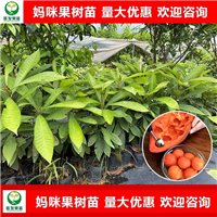 广东妈咪果苗