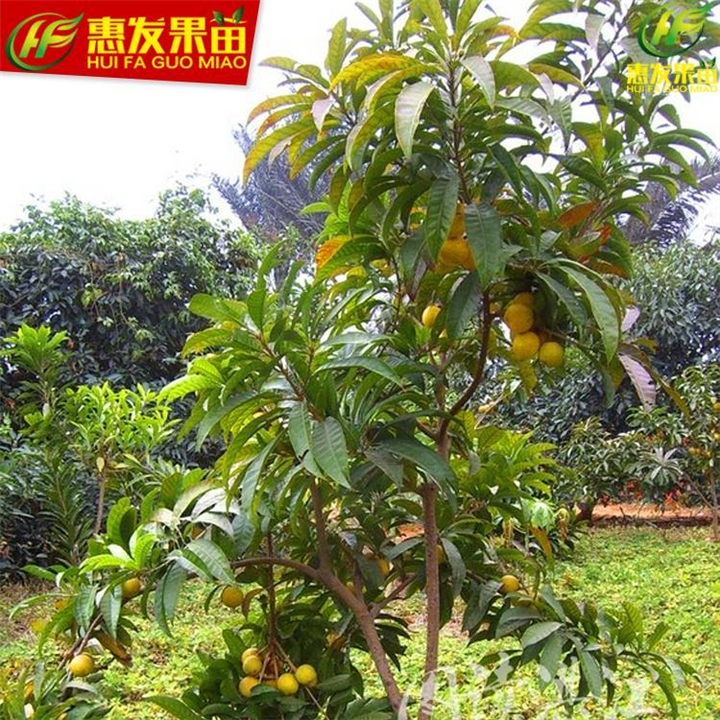 惠州蛋黄果苗批发，惠州蛋黄果苗，惠州果苗 