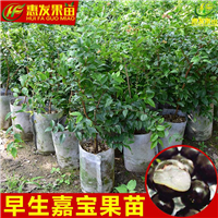 广东嘉宝果苗基地，广东嘉宝果苗，广东果苗 