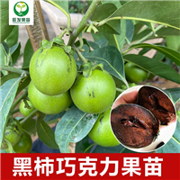 惠州黑柿巧克力果苗