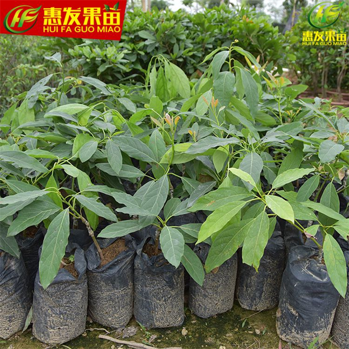 广东哈斯牛油果苗，广东牛油果苗，广东果苗 