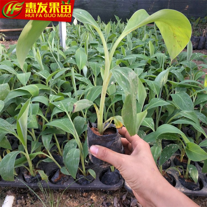 广东果苗场，淡水粉蕉苗，大亚湾粉蕉苗 