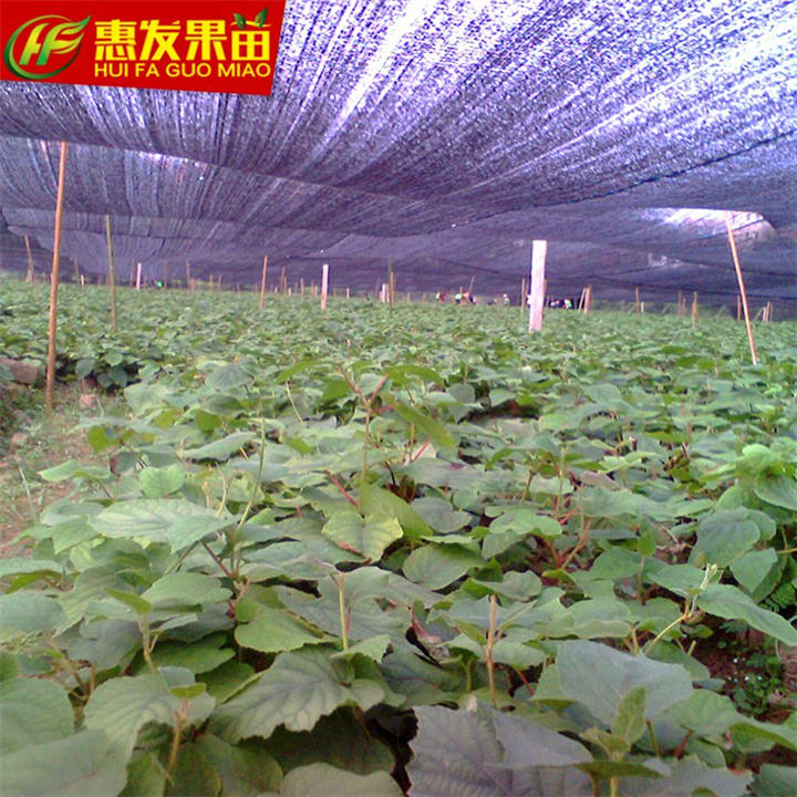 淡水果苗，淡水奇异果苗，广东奇异果苗 