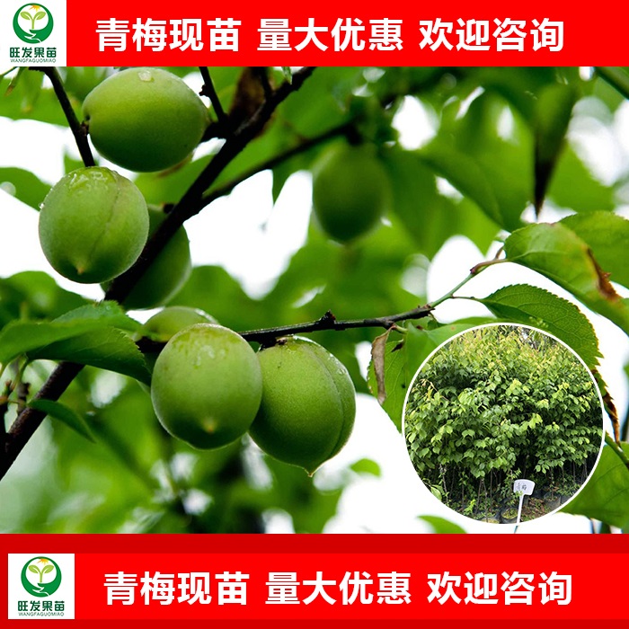 惠州青梅苗
