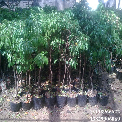 中山三月红荔枝苗，中山荔枝苗，中山果树苗 