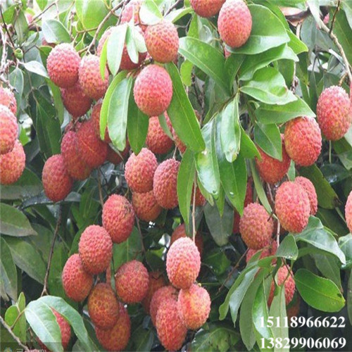 大亚湾桂味荔枝苗，淡水桂味荔枝苗 