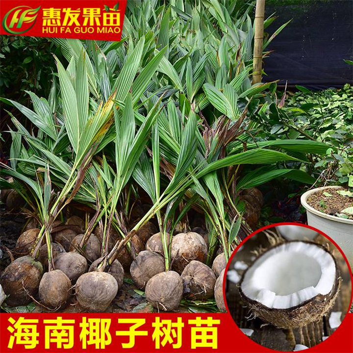 广东海南椰子苗基地，大亚湾果苗 