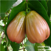增城香水巴掌莲雾苗，增城莲雾苗，增城果树苗 