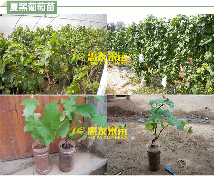 巨锋葡萄苗价格；批发巨锋葡萄苗；广东巨锋葡萄苗 