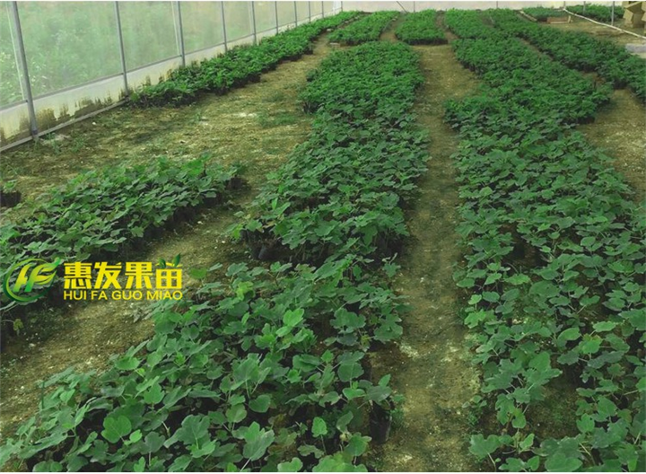 广东无花果苗基地，淡水无花果苗，淡水果苗 