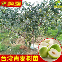 深圳台湾青枣苗，深圳青枣苗，深圳果树苗 