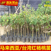 惠州杨桃苗价格，惠州杨桃苗，广东杨桃苗 