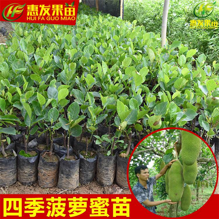 惠州四季菠萝蜜苗，惠州菠萝蜜苗基地 