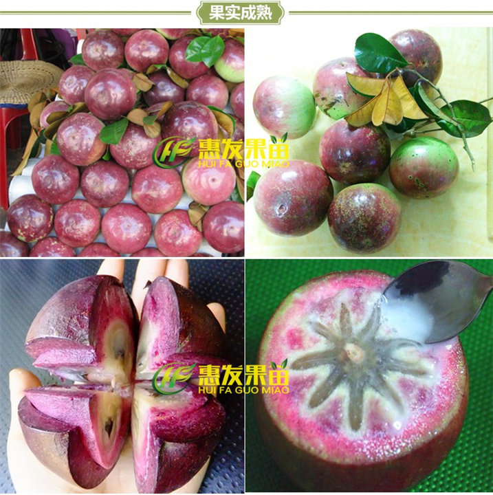 惠州牛奶果苗价格，惠州牛奶果苗基地 