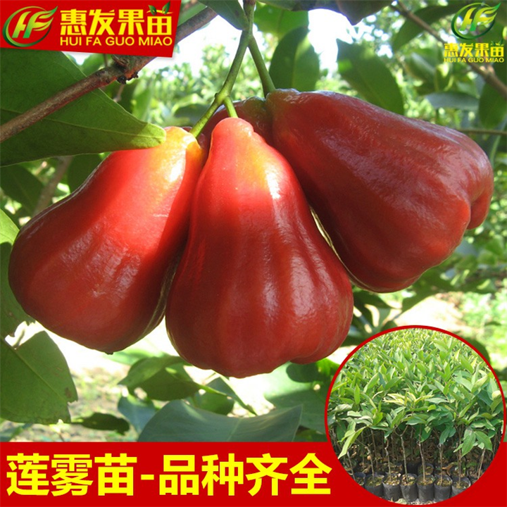 大亚湾黑金钢莲雾苗，大亚湾台湾莲雾苗，大亚湾莲雾苗 