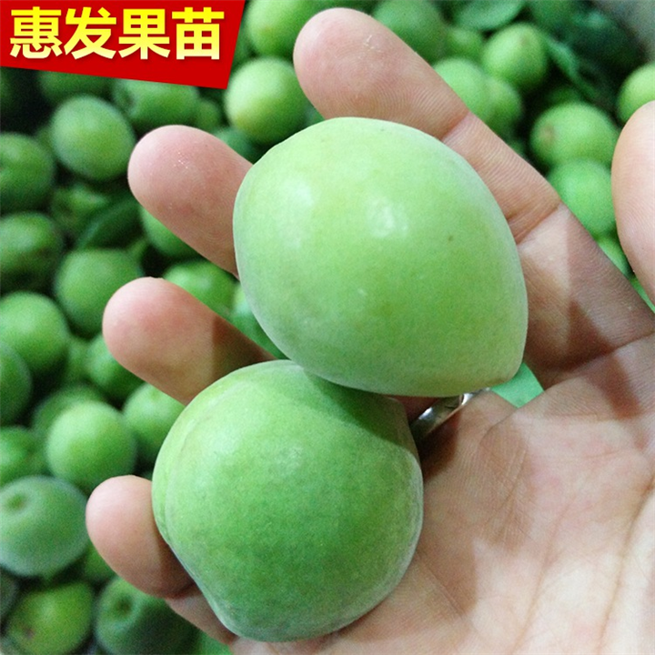 广东青梅苗基地，广东青梅苗，广东果苗 