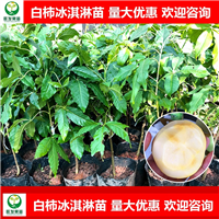 广西白柿冰淇淋果苗