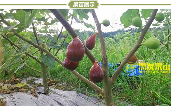 大亚湾无花果苗，大亚湾果苗，广东果苗 
