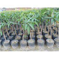 淡水红象牙芒果苗，淡水芒果苗，淡水果树苗 