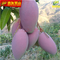 惠州红贵妃芒果苗，惠州芒果苗批发 