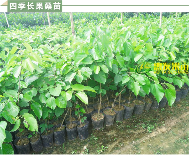 淡水四季长果桑苗，淡水长果桑苗，淡水果桑苗 