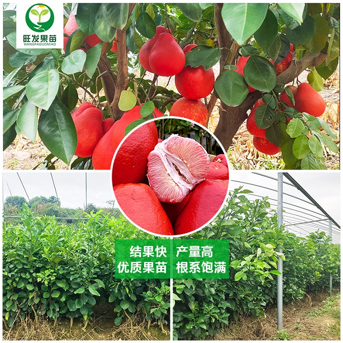 河源大红袍柚苗