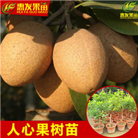 惠州人心果苗基地，惠州人心果苗，惠州果苗 