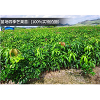 惠州四季芒果苗，惠州芒果苗，惠州芒果苗批发 