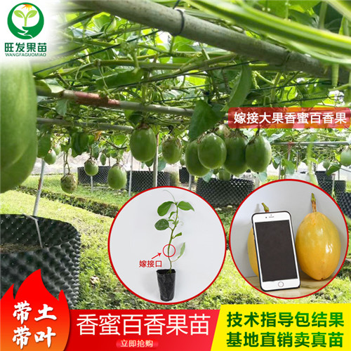 香蜜百香果a木瓜百香果