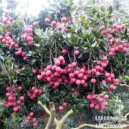广东糯米糍荔枝苗，广东荔枝苗，广东果树苗 