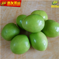 淡水台湾青枣苗，淡水青枣苗，淡水果树苗 