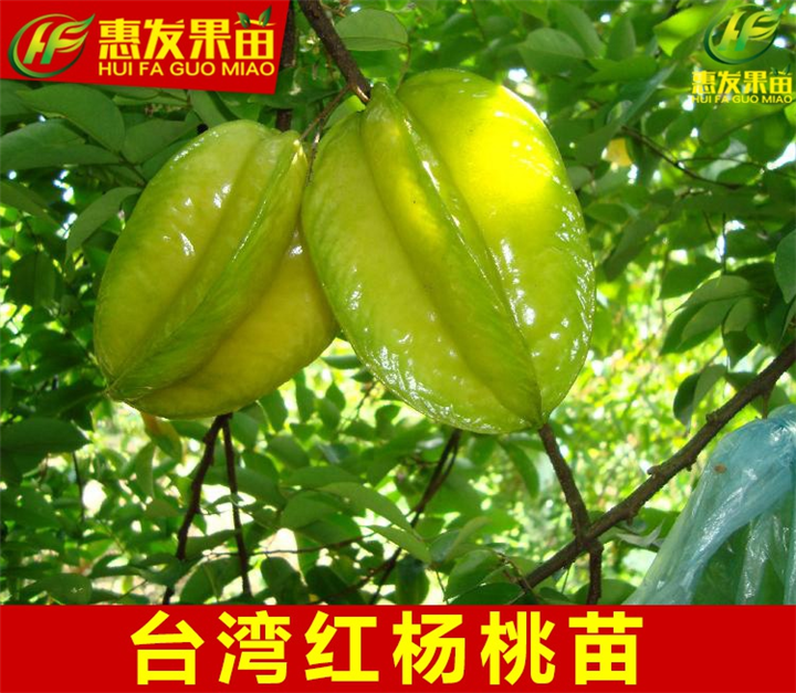 大亚湾果苗，大亚湾杨桃苗批发 