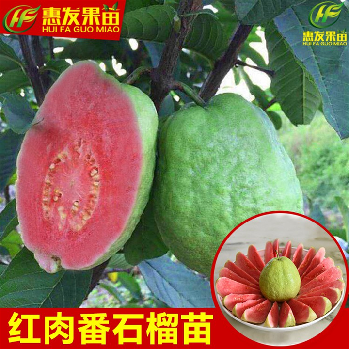 惠州红心番石榴苗批发，惠州番石榴苗，惠州果树苗 