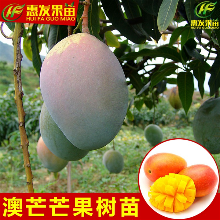 广东澳芒果苗价格，广东批发澳芒果苗 