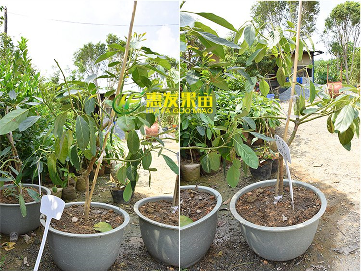东莞哈斯牛油果苗，东莞牛油果苗，东莞果苗 