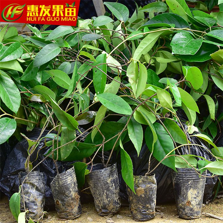 惠州供应老虎果苗，惠州老虎果苗 