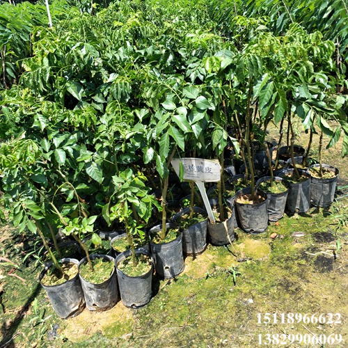惠州无核黄皮苗，惠州黄皮苗，广东黄皮苗 