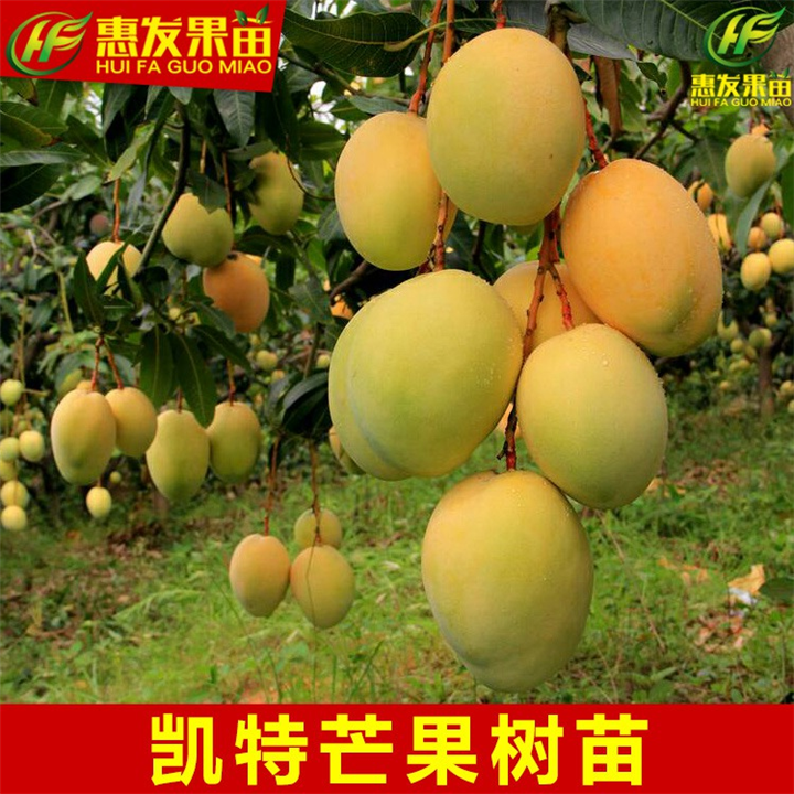 广东凯特芒果苗批发，广东凯特芒果苗价格 