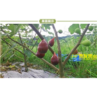 大亚湾无花果苗，大亚湾果苗，广东果苗 