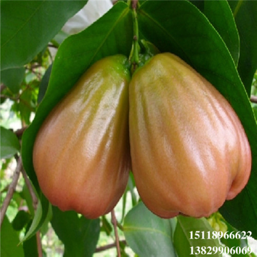 增城香水巴掌莲雾苗，增城莲雾苗，增城果树苗 