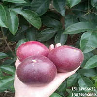 增城台农1号百香果苗，增城百香果苗，增城果苗 